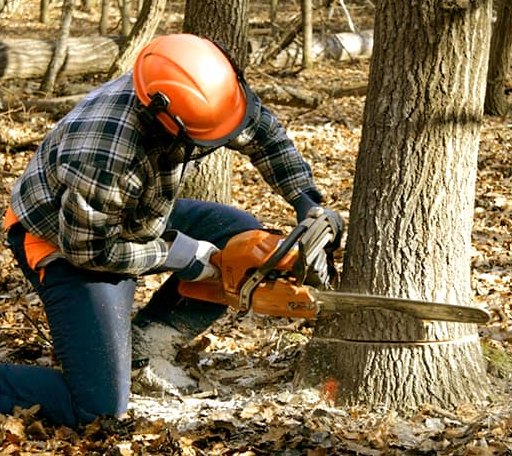 Tree Removal in Pittsville, VA